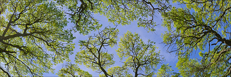 Panoramic Photo: Looking up through an oak tree canopy on a spring day, Briones Regional Park, California